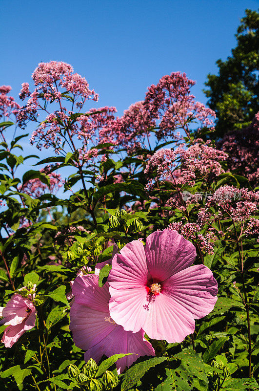 锦葵和Joe Pye Weed